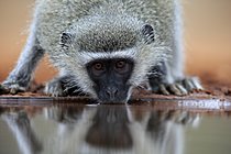 Biosphoto | 2623895 | Vervet Monkey (Chlorocebus pygerythrus), adult, drinking, portrait, at the water, Kruger National Park, Kruger National Park, Kruger National Park South Africa | &copy; Jürgen & Christine S / imageBROKER / Biosphoto