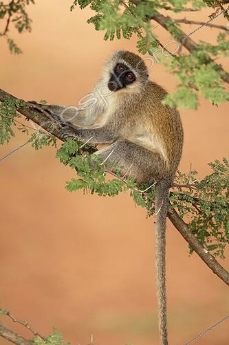 Biosphoto | 1291066 | Vervet Monkey sitting on a thorny acacia Ethiopia | &copy; Ignacio Yufera / Biosphoto