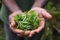 Biosphoto | 2542760 | Very young leaves in the hand of a man picking up those leaves to make one of the best teas in the world. Nuwara Eliya. Sri Lanka. | &copy; Antoine Lorgnier / Biosphoto