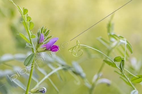 Biosphoto | 2557889 | Vetch (Vicia segetalis), Bouches-du-Rhone, France | &copy; Marie Aymerez / Biosphoto