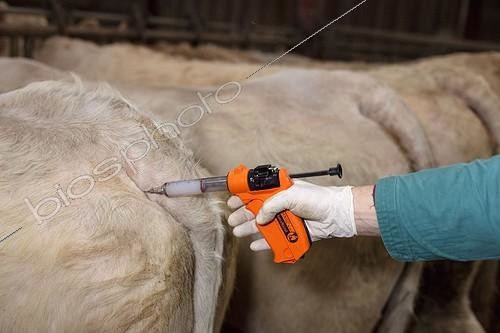 Biosphoto | 1085841 | Veterinary vaccinating a herd of Charolais Cows France ; Vaccination against bluetongue | &copy; Claudius Thiriet / Biosphoto
