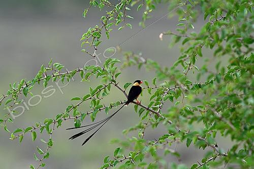 Biosphoto | 2623043 | Veuve royale (Vidua regia) âle en plumage nuptial. Botswana | &copy; Michel Bureau / Biosphoto