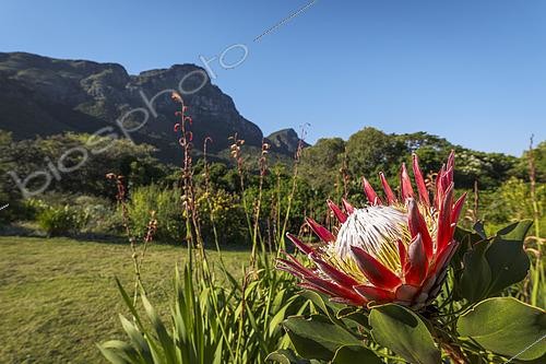 Biosphoto | 2612061 | Vibrant King protea (Protea cynaroides) blooms in Kirstenbosch National Botanical Garden, framed by the iconic peaks of Table Mountain. South Africa's floral heritage in Cape Town, Western Cape. | &copy; Roger de La Harpe / Biosphoto