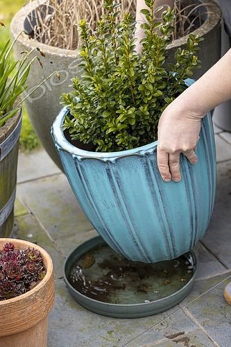 Biosphoto | 2556917 | Vidage des coupelles sous les pots des plantes afin d'éviter la prolifération des larves de moustiques. | &copy; Yann Avril / Biosphoto