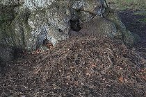 Biosphoto | 732109 | 