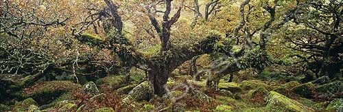 Biosphoto | 1250556 | Vieux chênes rouvres Wistmans Wood Dartmoor RU | &copy; David Tipling / Biosphoto