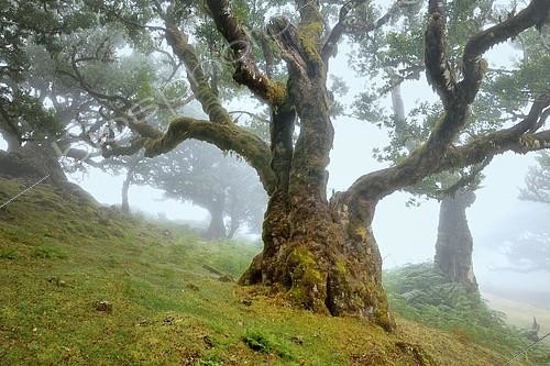 Biosphoto | 2101068 | Vieux Laurier moussu dans le brouillard, Fanal, Madère | &copy; Stefan Huwiler / imageBROKER / Biosphoto