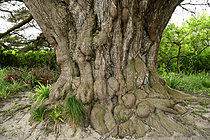 Biosphoto | 2621648 | Vieux tronc noueux d'un Cyprès de Lambert (Cupressus macrocarpa). Bord de mer sur la côte, nord Bretagne, France. | &copy; Guy Piton / Biosphoto