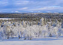 Biosphoto | 2609753 | View towards Sompio strict nature reserve. Winter landscape near Tankavaara in Urho Kekkonen NP in Lapland. Northern Europe, Finland | &copy; Martin Zwick / Biosphoto