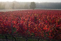 Biosphoto | 2095126 | Vigne de Chautagne (AOC vin de Savoie) en automne, Savoie, France | &copy; Christophe Suarez / Biosphoto