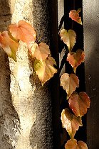 Biosphoto | 1233456 | Vigne vierge sur un mur en automne | &copy; Claude Thouvenin / Biosphoto