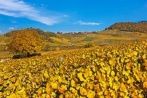 Biosphoto | 2558144 | Vignoble AOC de Château-Chalon, cépage Savagnin, , capitale du Vin Jaune, Jura, France | &copy; Stéphane Godin / Biosphoto
