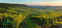 Biosphoto | 2558131 | Vignoble AOC, Le Vernois, Jura France | &copy; Stéphane Godin / Biosphoto