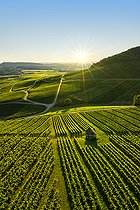 Biosphoto | 2558134 | Vignoble AOC, Le Vernois, Jura France | &copy; Stéphane Godin / Biosphoto
