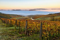 Biosphoto | 2558135 | Vignoble AOC, Le Vernois, Jura France | &copy; Stéphane Godin / Biosphoto