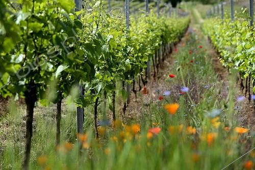Biosphoto | 2042557 | Vignoble biologique - Orschwihr Alsace France | &copy; Denis Bringard / Biosphoto