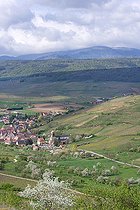 Biosphoto | 2393617 | Villages alsaciens et vergers fleuris, collines sèches et vignoble AOC grand cru du Strangenberg, Westhalten, Haut-Rhin, Alsace, France | &copy; Bruno Mathieu / Biosphoto