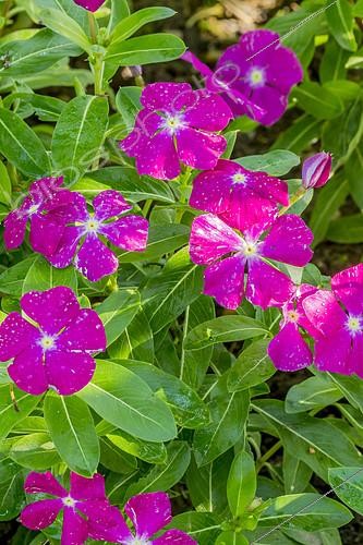Biosphoto | 2146171 | Vinca roseus 'Vitesse Raspberry' | &copy; Alain Kubacsi / Biosphoto