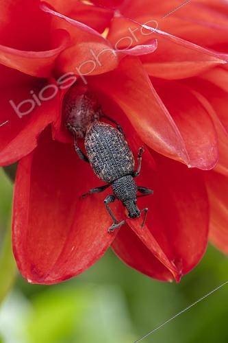 Biosphoto | 2572208 | Vine Weevil (Otiorhynchus sulcatus) on a Dahlia flower, Piedmont, Italy | &copy; Marie Aymerez / Biosphoto