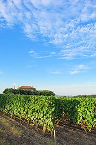Biosphoto | 2088439 | Vines and vineyards of the AOC Sauternes. Commune of Fargues, Gironde (33), France | &copy; Laurent Lhoté / Biosphoto