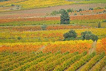 Biosphoto | 2074370 | Vines in Autumn in the Faugérois, Hérault, France | &copy; Thierry Le Quay / Biosphoto
