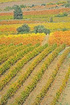 Biosphoto | 2074371 | Vines in Autumn in the Faugérois, Hérault, France | &copy; Thierry Le Quay / Biosphoto