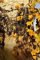 Biosphoto | 1233457 | Vines with fruit on a wall at Perugia in the Ain France | &copy; Claude Thouvenin / Biosphoto
