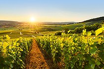 Biosphoto | 2558133 | Vineyard AOC, Le Vernois, Jura France | &copy; Stéphane Godin / Biosphoto