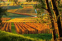 Biosphoto | 2558147 | Vineyard AOC, Le Vernois, Jura France | &copy; Stéphane Godin / Biosphoto