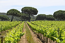 Biosphoto | 2609648 | Vineyard, Porquerolles Island, Var, France | &copy; Dominique Delfino / Biosphoto
