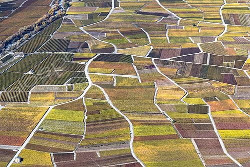 Biosphoto | 2479221 | Vineyards in autumn, Valais, Switzerland. | &copy; David Tatin / Biosphoto