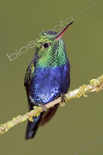 Biosphoto | 2413849 | Violet-bellied Hummingbird (Juliamyia julie), Ecuador | &copy; Glenn Bartley / BIA / Biosphoto