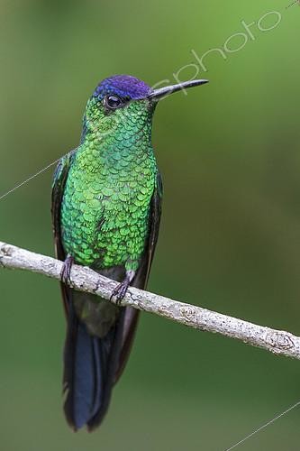Biosphoto | 2410429 | Violet-capped Woodnymph (Thalurania glaucopis) perched on a branch in the Atlantic rainforest of southeast Brazil. | &copy; Glenn Bartley / BIA / Biosphoto