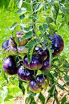 Biosphoto | 2575171 | Violet Jasper black tomato, Arche de la nature, Le Mans Métropole, Sarthe, France | &copy; Michel Gile / Biosphoto
