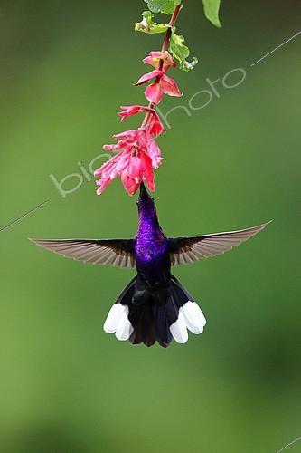 Biosphoto | 2519330 | Violet Sabrewing (Campylopterus hemileucurus) eating in flight, Costa Rica | &copy; Cédric Join / Biosphoto