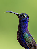 Biosphoto | 2608934 | Violet Sabrewing (Campylopterus hemileucurus), male closeup portrait, Chiriqui Highlands, Panama | &copy; Ignacio Yufera / Biosphoto