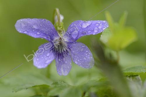 Biosphoto | 1645289 | Violette de Rivin au printemps dans les Vosges France | &copy; Fabrice Cahez / Biosphoto