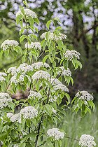 Biosphoto | 2546733 | Viorne à feuilles de prunier (Viburnum prunifolium) en fleurs, Tarn et Garonne, France. | &copy; Jean-Michel Groult / Biosphoto