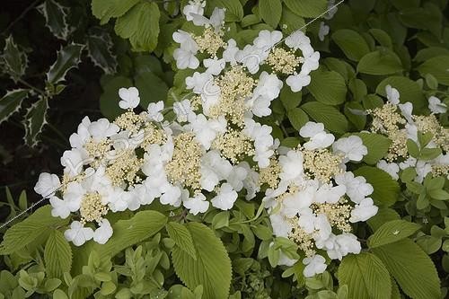 Biosphoto | 461304 | Viorne 'Tomentosum' en fleur au Jardin de Chantal et Alain | &copy; NouN / Biosphoto
