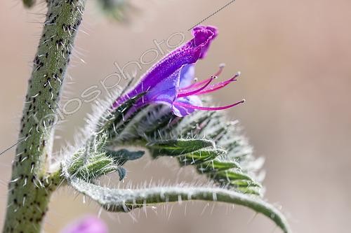 Biosphoto | 2510717 | Viper's bugloss (Echium vulgare), Gard, France | &copy; Marie Aymerez / Biosphoto