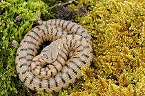 Biosphoto | 1252590 | Vipère aspic lovée sur la mousse France | &copy; Thierry Van Baelinghem / Biosphoto