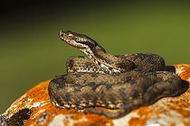 Biosphoto | 2035496 | Vipère de Lataste sur rocher - Aragon Espagne | &copy; Óscar Díez Martínez / Biosphoto