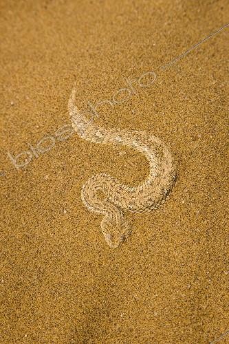 Biosphoto | 1904998 | Vipère des sables dans le Désert Namib en Namibie | &copy; Juan-Carlos Muñoz / Biosphoto