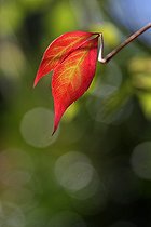 Biosphoto | 1249213 | Virginia Creeper leaves in autumn in Provence France | &copy; Pascal Pittorino / Biosphoto