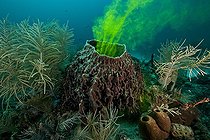 Biosphoto | 1934267 | Visualization flow of water in a sponge - Aquarius Reef Base | &copy; Christoph Gerigk / Biosphoto