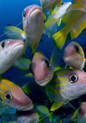Biosphoto | 2008435 | Vivaneaux à raies bleues - Iles Fidji | &copy; Tobias Bernhard Raff / Biosphoto