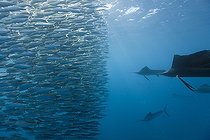Biosphoto | 1206440 | Voiliers (Istiophorus albicans) attaquant un banc de Sardines pour le diviser, Mexique. Les Voiliers tentent de séparer un banc-appât de Sardines, s'ils y parviennent, ils peuvent ensuite chasser individuellement ou en groupes ces petits groupes de Sardines désorganisées en les forçant à remonter vers la surface. | &copy; Reinhard Dirscherl / Biosphoto