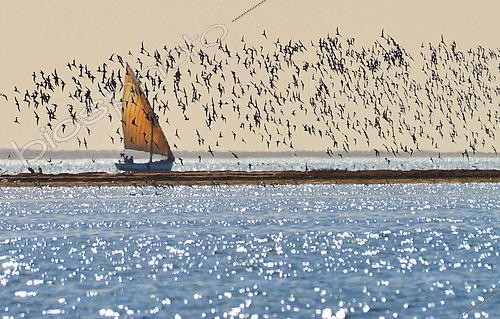 Biosphoto | 2577137 | Vol de limicoles au dessus d'un bateau de pêche embarquant des touristes pour observer les oiseaux. Parc national du banc d'Arguin. Mauritanie | &copy; Antoine Lorgnier / Biosphoto