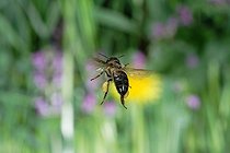 Biosphoto | 347039 | Vol d'une Abeille domestique à la belle saison France | &copy; Joël Héras / Biosphoto