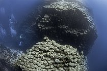 Biosphoto | 2583288 | Volcanic underwater bottoms. True seamounts can be seen in the image, a natural monument made of basaltic columns called a columnar disjunction. The highest point is about 15 meters below the surface of the Atlantic Ocean and drops vertically to more than 40 meters at its deepest point. The place is known as La Rapadura on the coast of Santa Úrsula, north of the island of Tenerife. Seabed of the Canary Islands. | &copy; Sergio Hanquet / Biosphoto